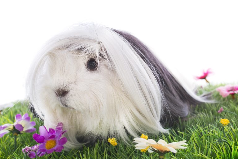 The Ultimate Guide to Peruvian Guinea Pigs (Perfect Pet or Not?)