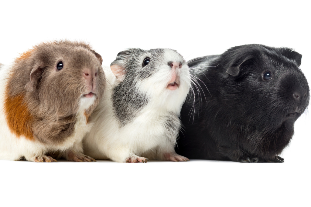 Guinea Pig Trio