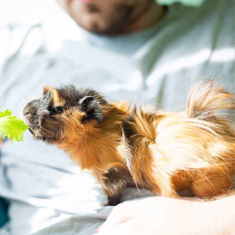 Abyssinian Guinea Pig