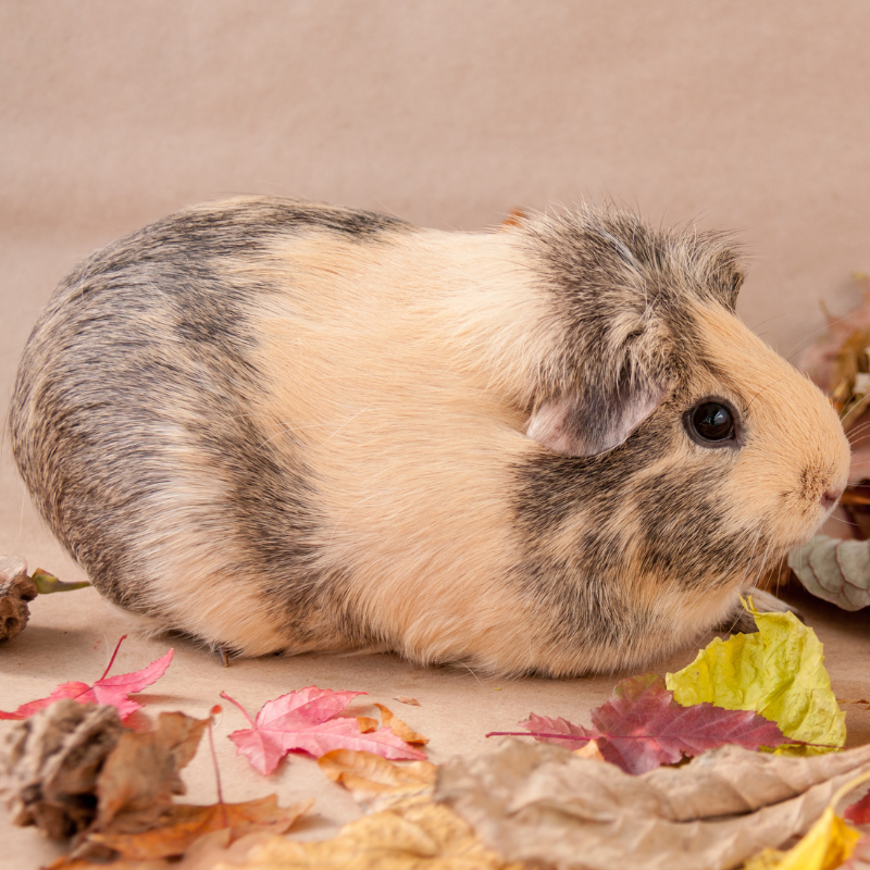 American Guinea Pig