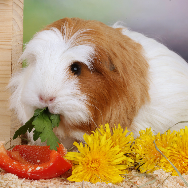 Coronet Guinea Pig eating salad