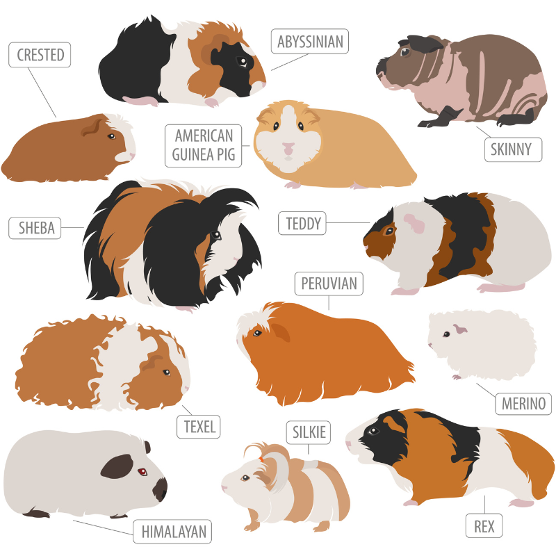 Guinea pIg Breeds