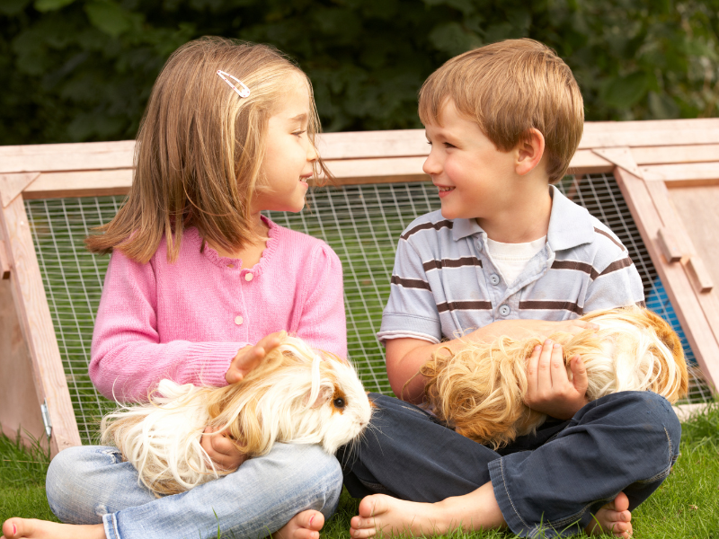 children playing with guinea pigs