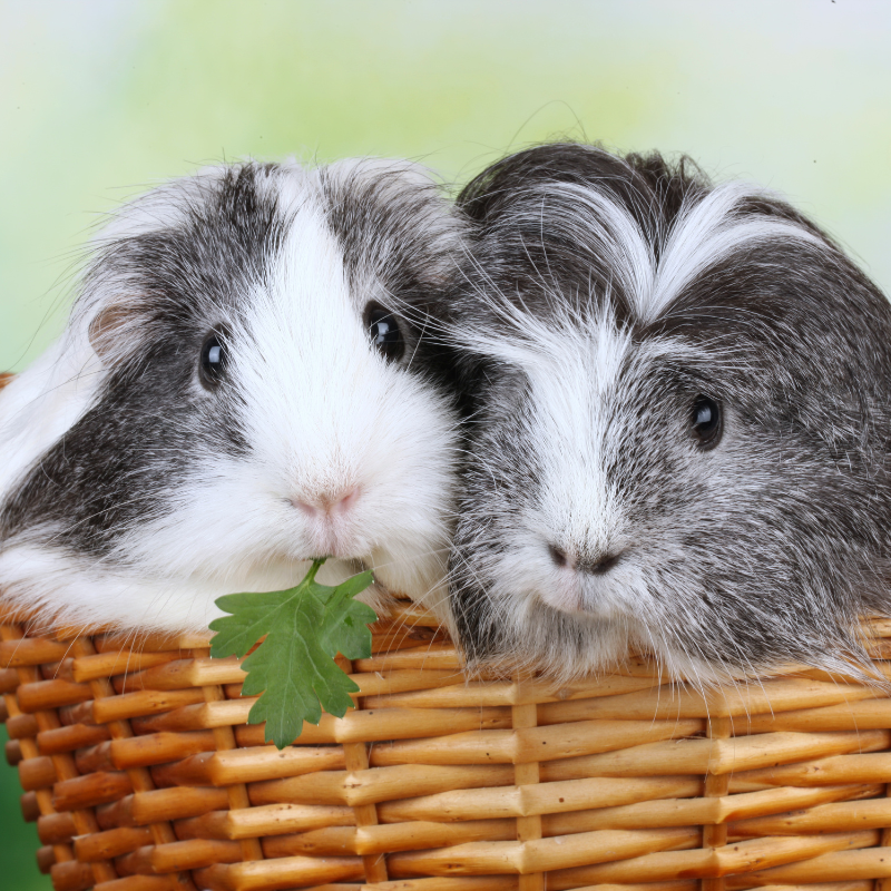 Sheltie Guinea Pigs