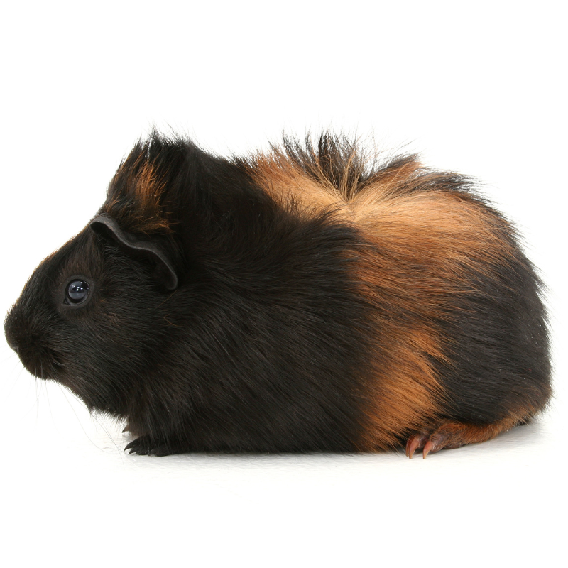 Silkie guinea pig