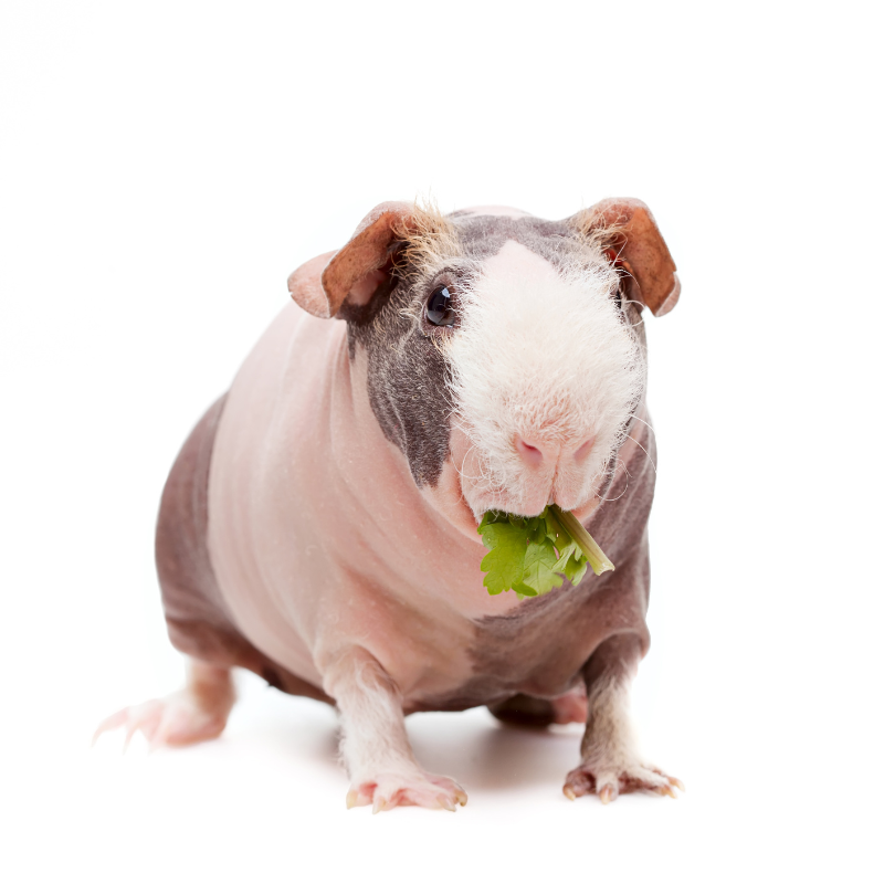 Skinny Pig