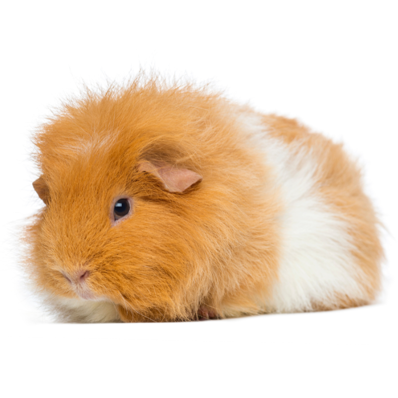 Teddy Guinea Pig