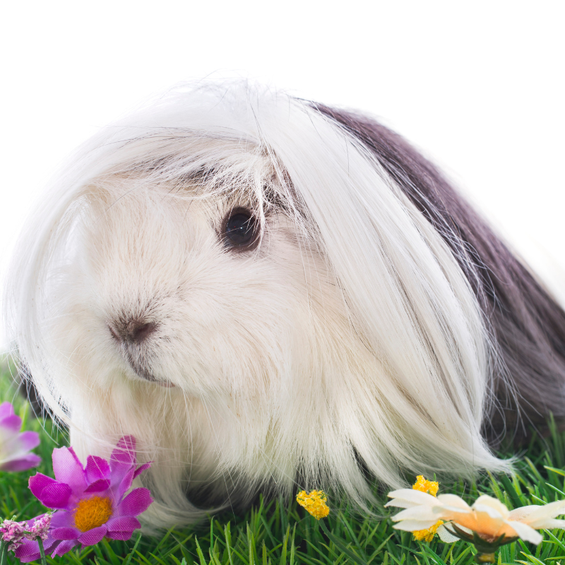 Peruvian Guinea pig with flowers