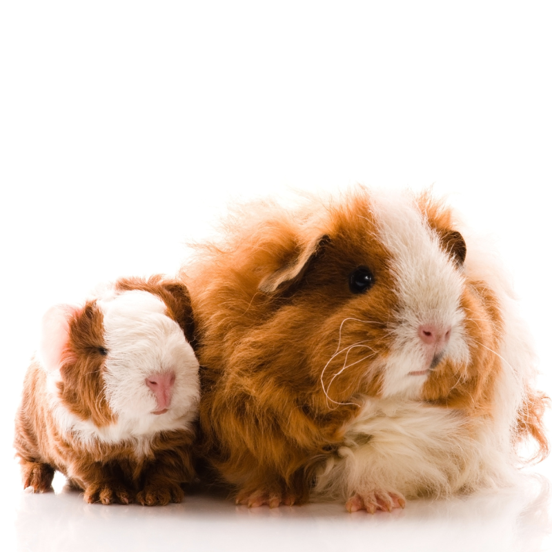 Texel Guinea Pig