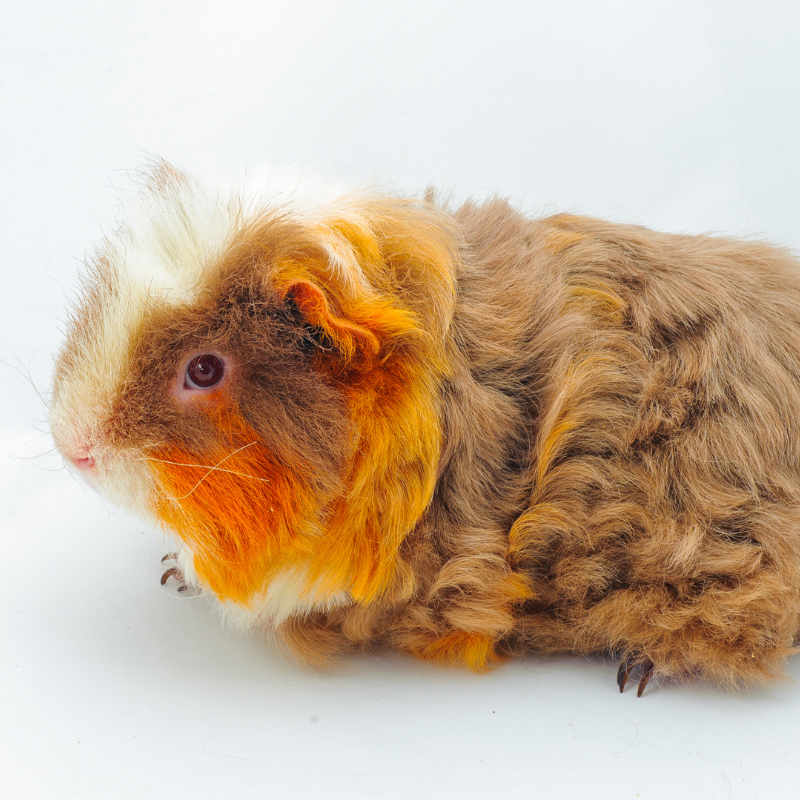 Merino Guinea Pig