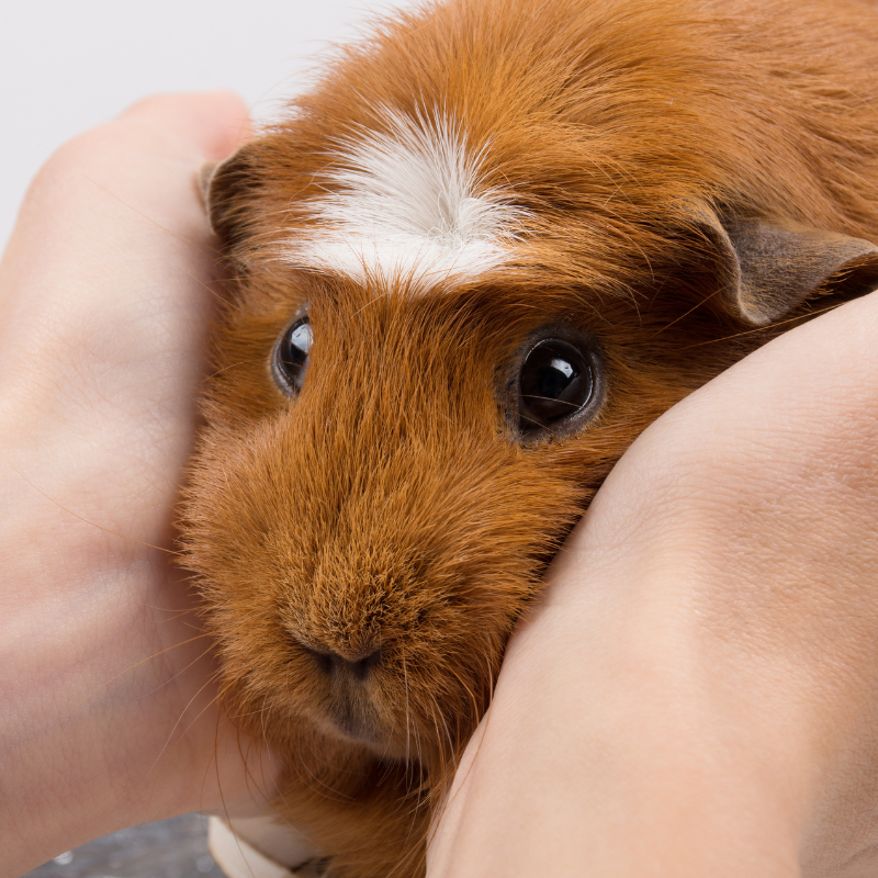 White crested guinea pig